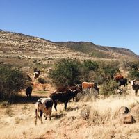 Waterval Farmstay